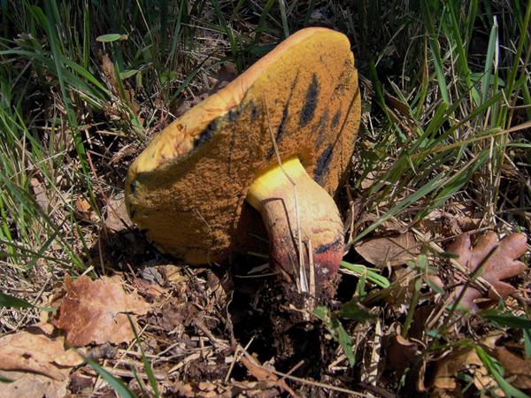 sull''Appennino di ritorno dal Trentino
