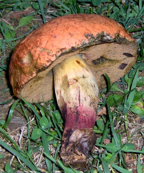 sull''Appennino di ritorno dal Trentino