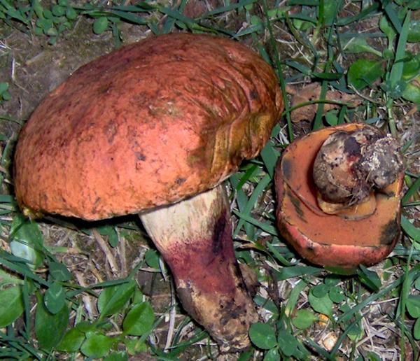 sull''Appennino di ritorno dal Trentino