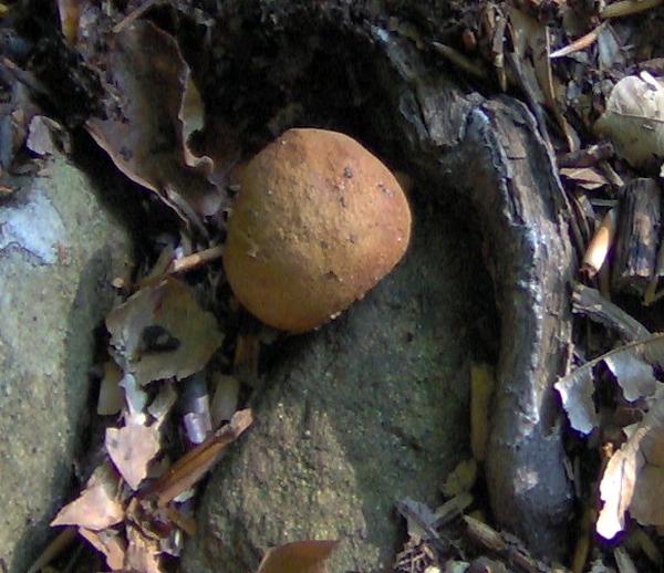 sull''Appennino di ritorno dal Trentino