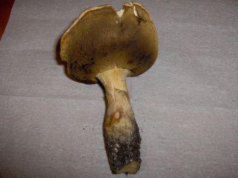 A proposito di albidus