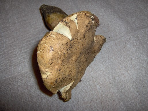 A proposito di albidus