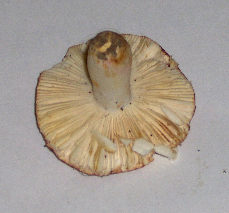 Russula...indecifrabile