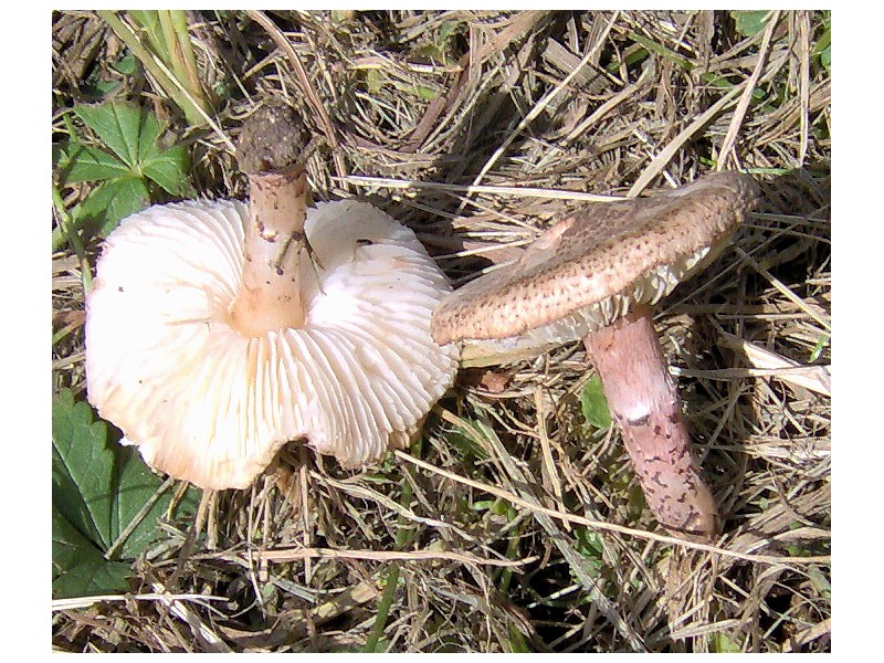 Lepiotina