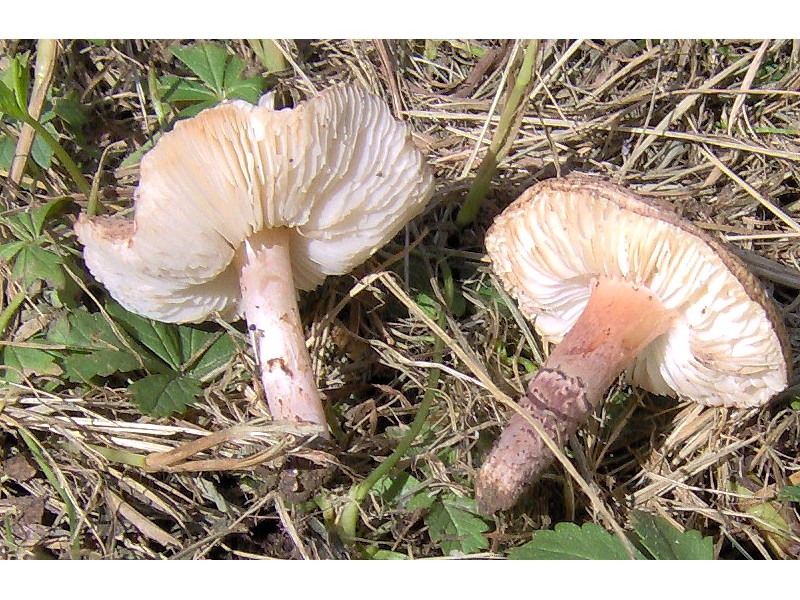 Lepiotina