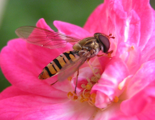 Oggetto volante non indentificato (Episyrphus balteatus?)