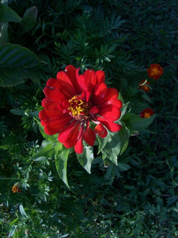 Zinnia elegans