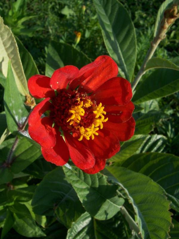 Zinnia elegans
