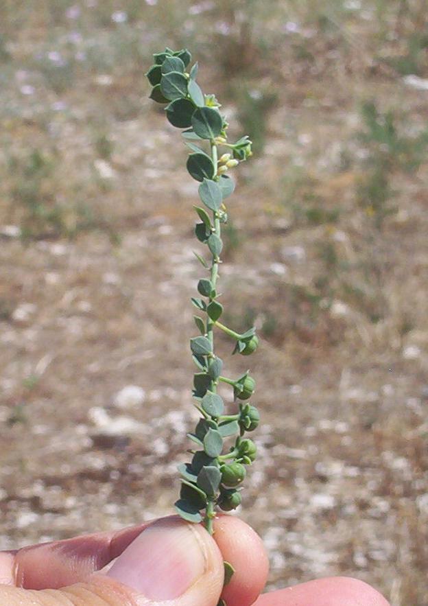 Andrachne telephioides