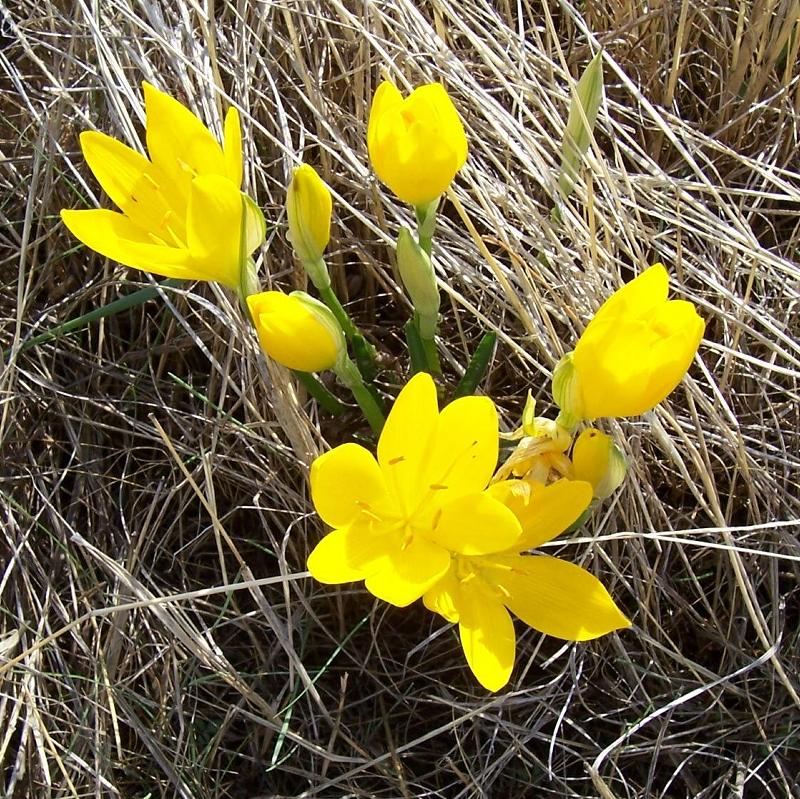 Sternbergia lutea / Zafferanastro giallo