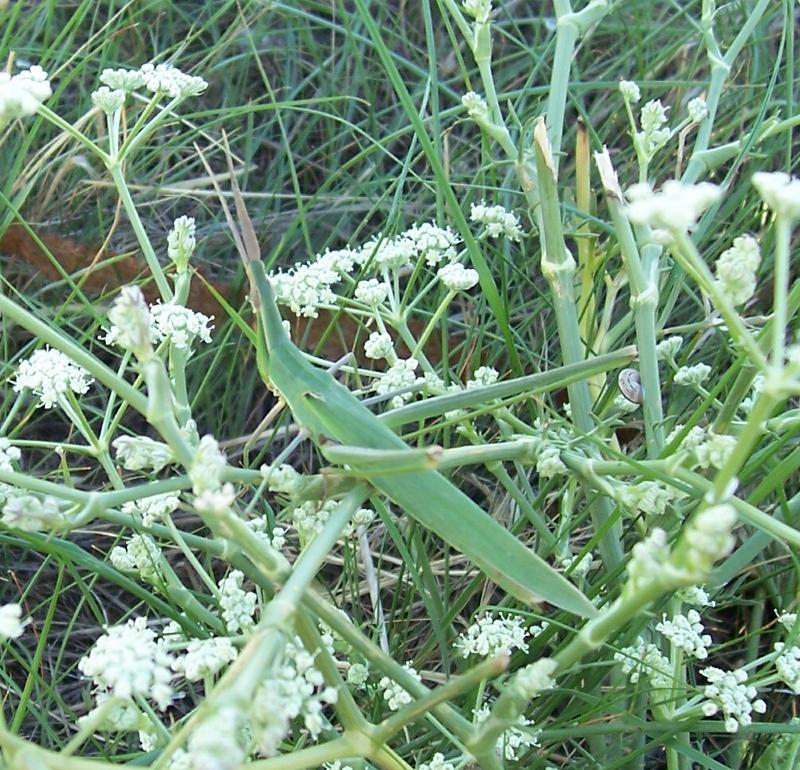 Acrida ungarica