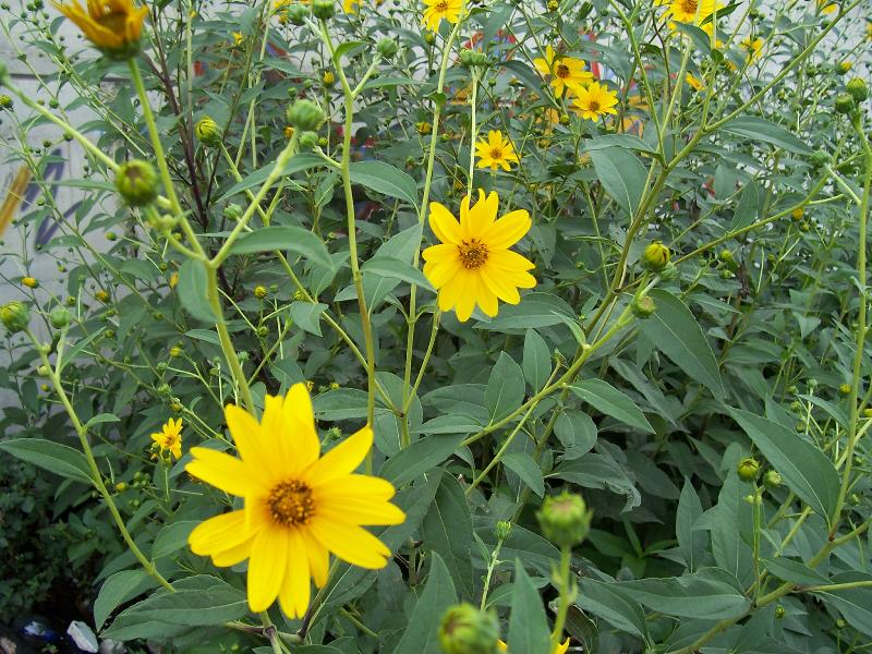 Helianthus tuberosus: topinambur