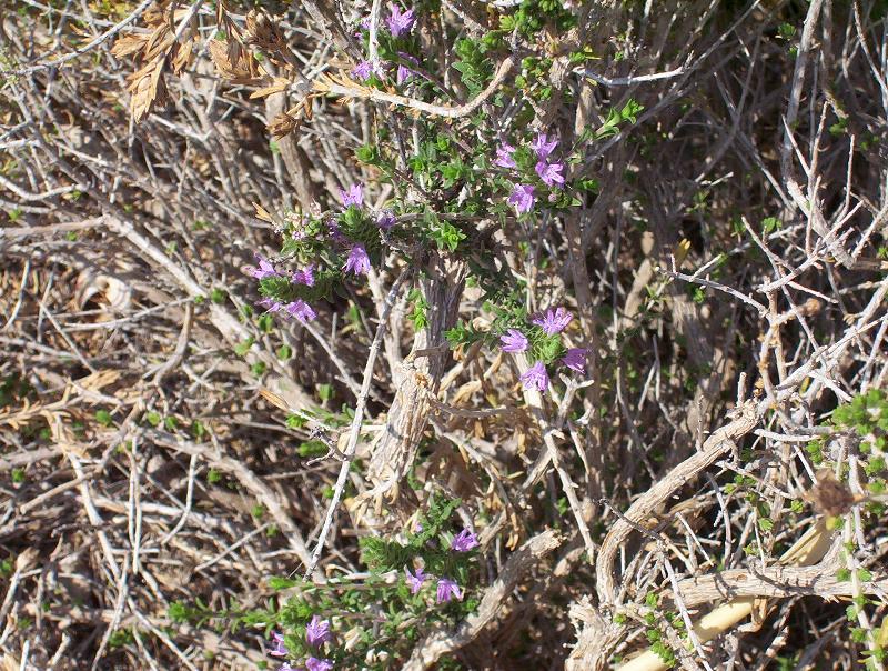 Labiata pugliese - Thymbra capitata
