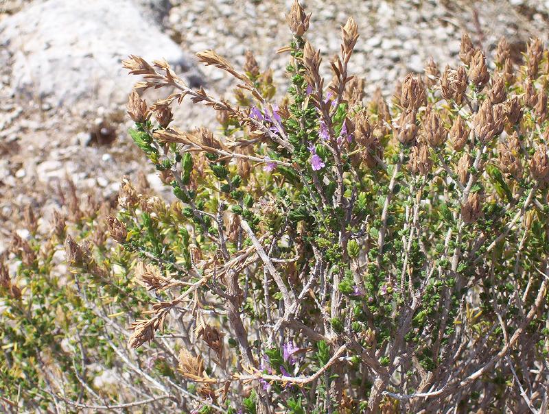 Labiata pugliese - Thymbra capitata