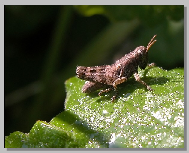 Piccola cavalletta - Pezotettix giornae