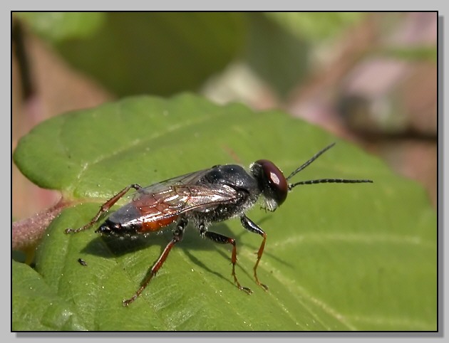 Astata sp. - piccolo imenottero barbato