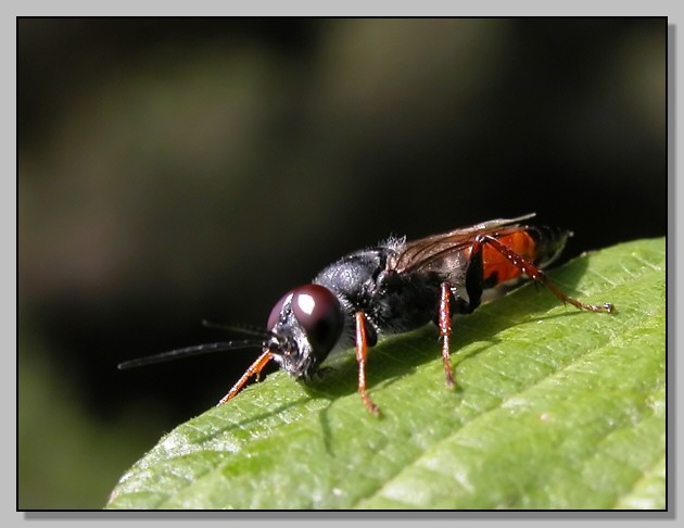 Astata sp. - piccolo imenottero barbato