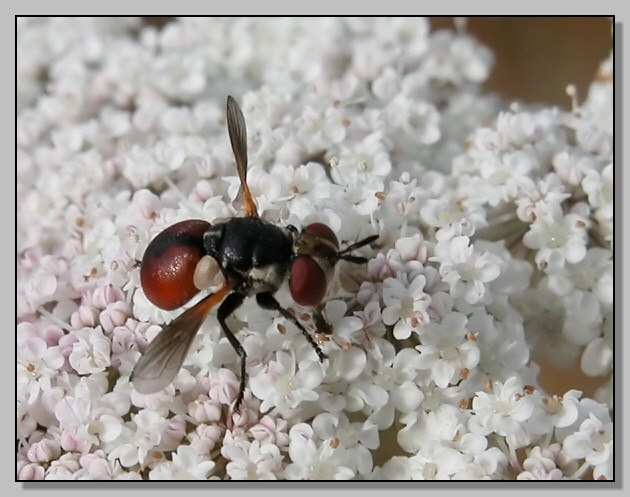 Diptera tachinidae - Gymnosoma dolycoridis