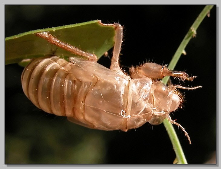 Cicadidae - lasciando il vecchio indietro
