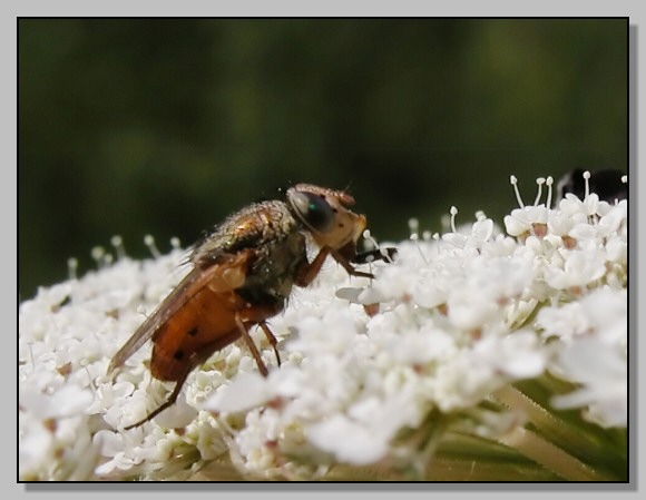 Calliphoridae, Rhynchomya sp - Che grandi occhi che hai!