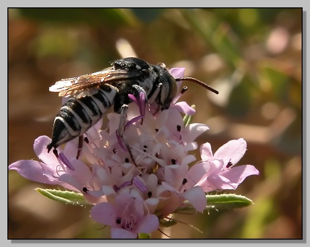 Apidae Megachilinae:  Coelioxys sp.