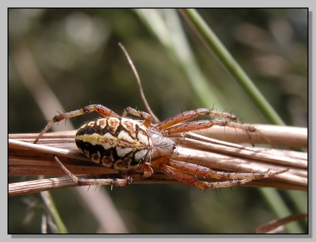 Neoscona adianta