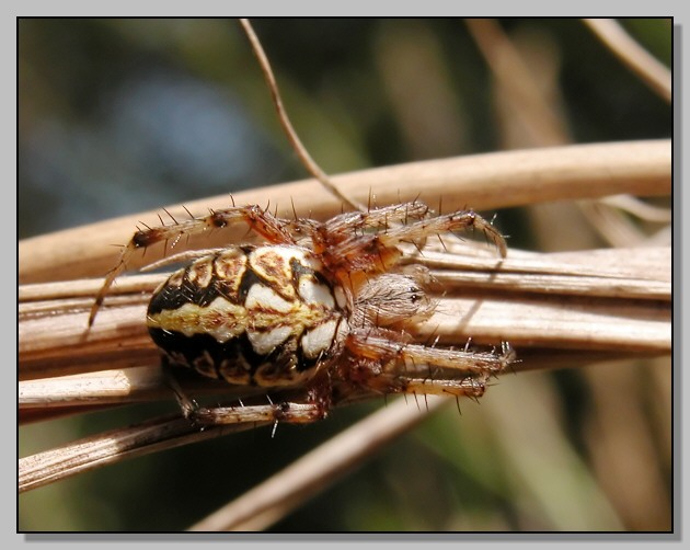 Neoscona adianta