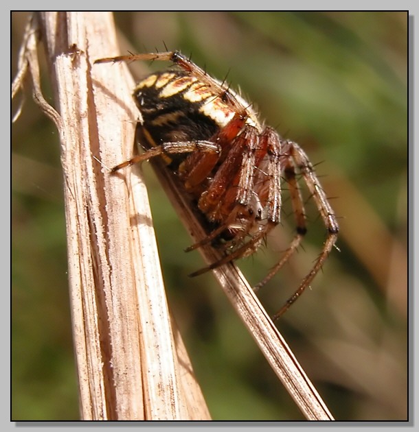 Neoscona adianta