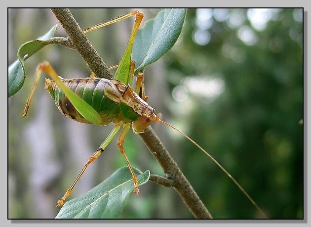 Ortotteri: Phaneropteridae