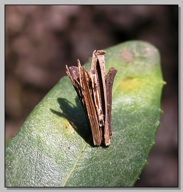 Astuccio di Psychidae