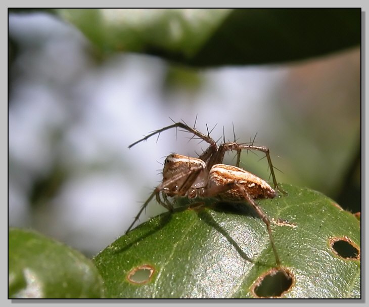 Oxyopes sp