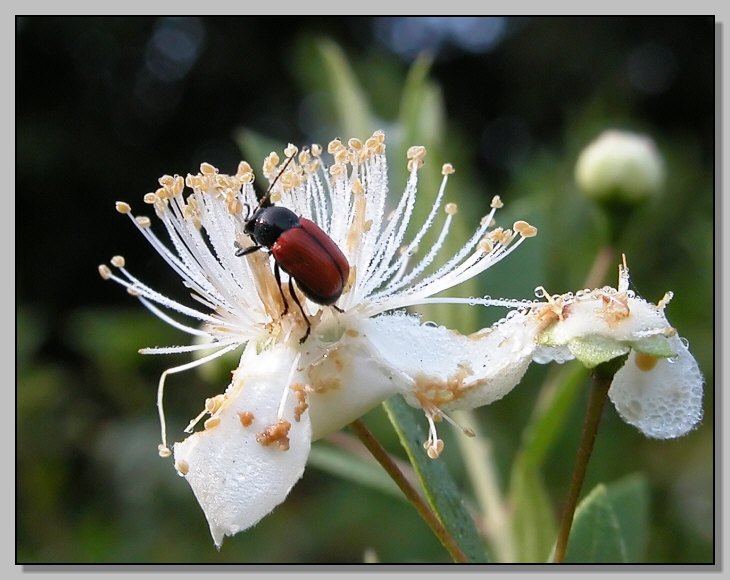 Cryptocephalus bipunctatus: chrysomelidae fra la rugiada