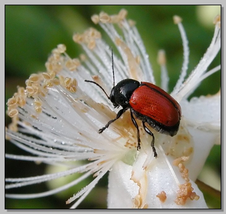 Cryptocephalus bipunctatus: chrysomelidae fra la rugiada