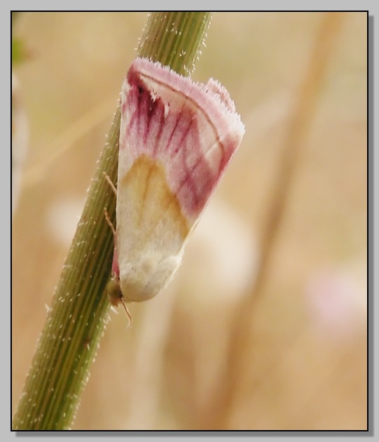 Eublemma purpurina dai colori dolci