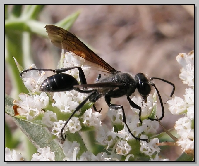 Sphecidae ballerina (Isodontia mexicana)