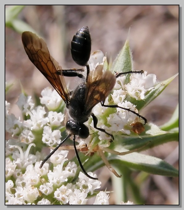 Sphecidae ballerina (Isodontia mexicana)