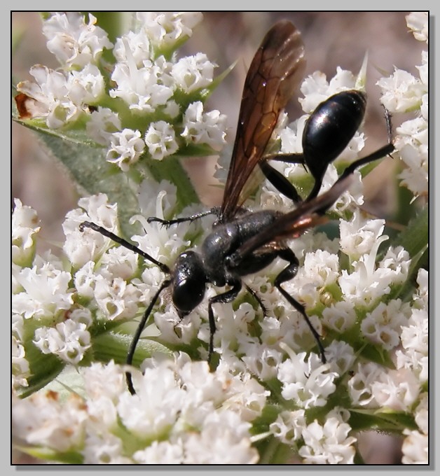 Sphecidae ballerina (Isodontia mexicana)