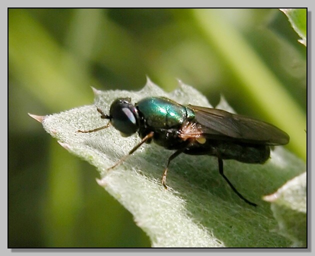 Chloromyia formosa - un mistero risolto