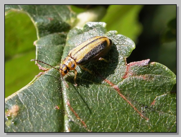 Xanthogaleruca luteola e Chrysolina bankii