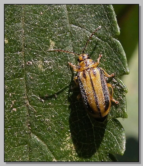 Xanthogaleruca luteola e Chrysolina bankii