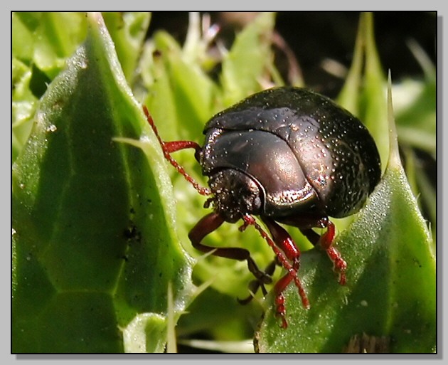 Xanthogaleruca luteola e Chrysolina bankii