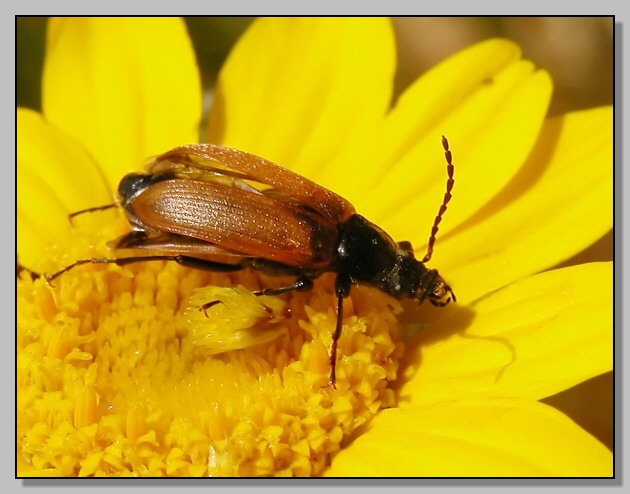 Clanoptilus sp. e Melasoma populi