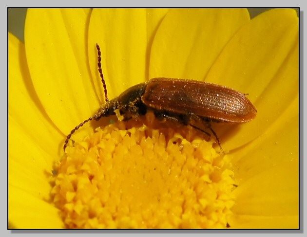 Clanoptilus sp. e Melasoma populi