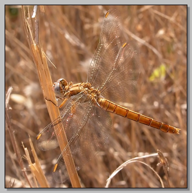 Orthetrum brunneum