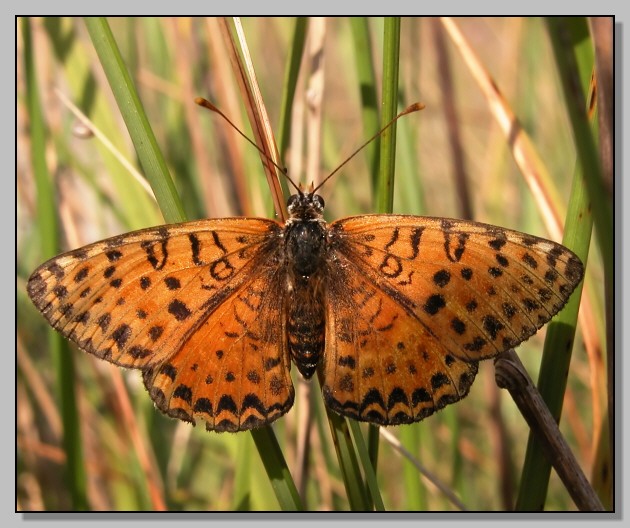 Melitaea didyma