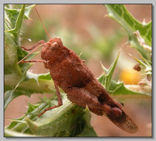 Oedipoda sp. e Pezotettix giornae