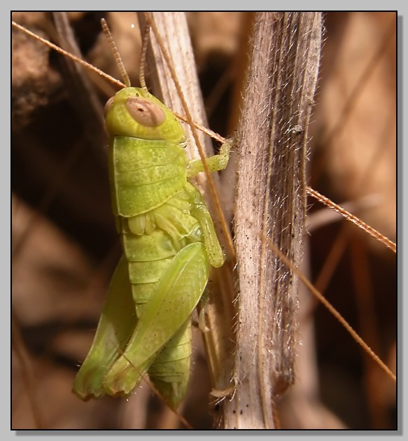 Oedipoda sp. e Pezotettix giornae