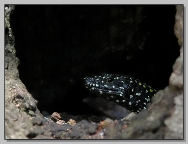 Podarcis muralis