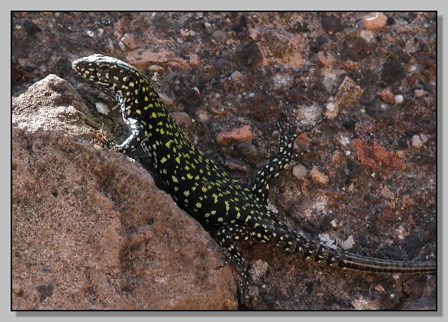 Podarcis muralis