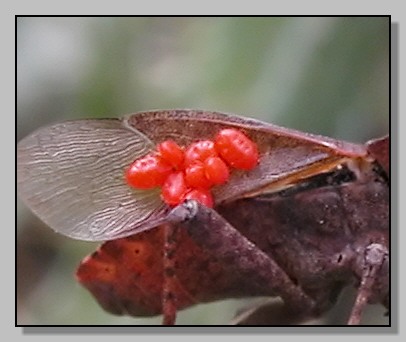 Pentatoma, Nezara, Palomena (Heteroptera, Pentatomidae)